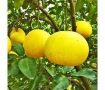 柚子批發全攻略 產品庫選擇與市場策略