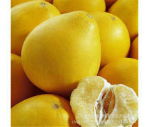 沙田柚苗產品庫與柚子批發 優質果苗與果品的一站式采購平臺