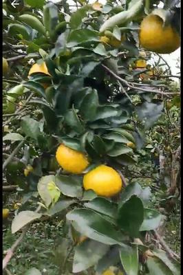 福建南平建陽區桔柚批發價格與市場前景