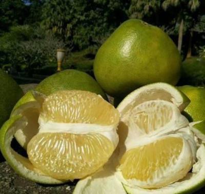云南昆明官渡區泰國青柚批發 優質果品，實惠價格