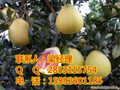 重慶柚子苗及紅心蜜柚苗銷售與批發指南