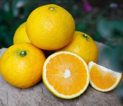福建南平建陽(yáng)區(qū)桔柚批發(fā) 質(zhì)優(yōu)價(jià)廉，果園直供