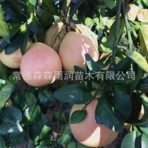 2019年湖北柚子樹苗廠商報價與批發(fā)市場動態(tài)