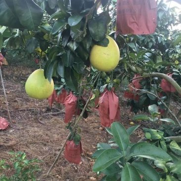 廣西田林紅心柚迎豐收季，質(zhì)優(yōu)價美引客商