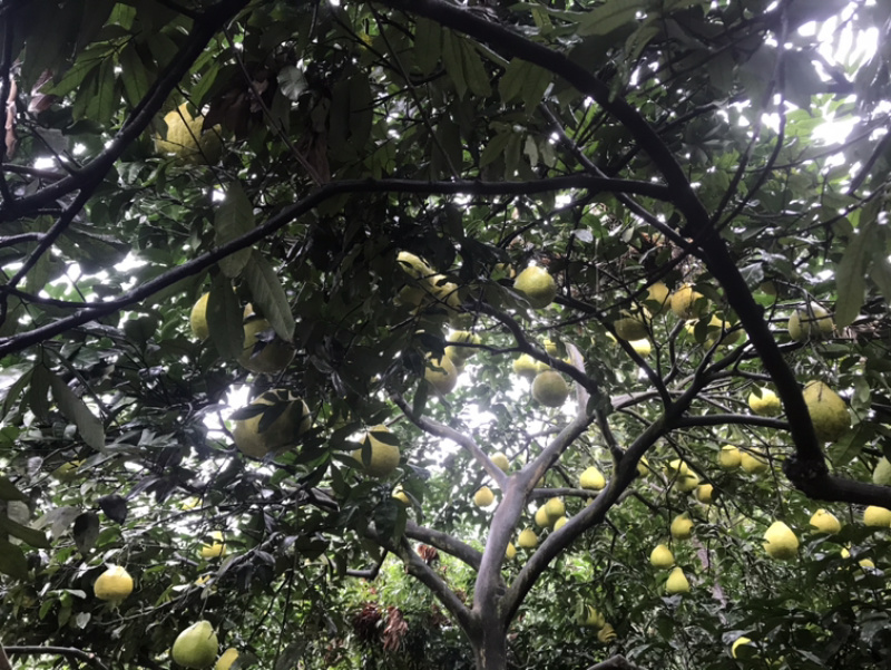 瀘州合江甜柚，沙田柚產(chǎn)地直供，質(zhì)優(yōu)價廉的批發(fā)選擇